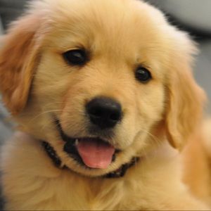 Meet your Posher, Pj